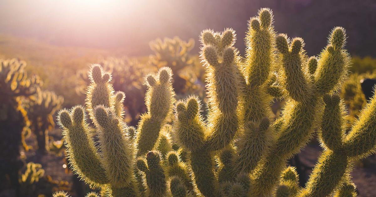 How AI Tools Are Transforming the Way You Book Local Adventures with Independent Guides